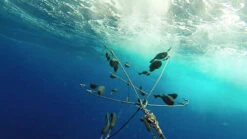 Fish Downsea Complete 1.5 Shad Dredge -Deals Fishing Store fish downsea complete 1 5 shad dredge 68688.1651258525