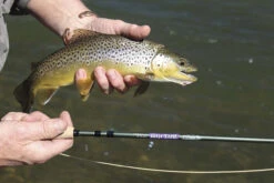 St. Croix Mojo Trout Fly Rods -Deals Fishing Store st croix mojo trout fly rods 39565.1651292906